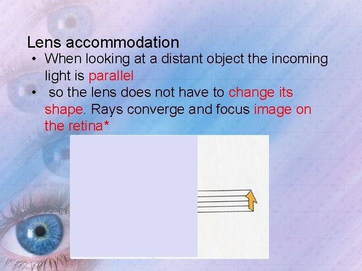 Lens accommodation • When looking at a distant object the incoming light is parallel