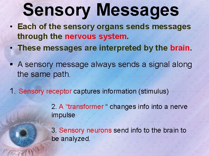 Sensory Messages • Each of the sensory organs sends messages through the nervous system.