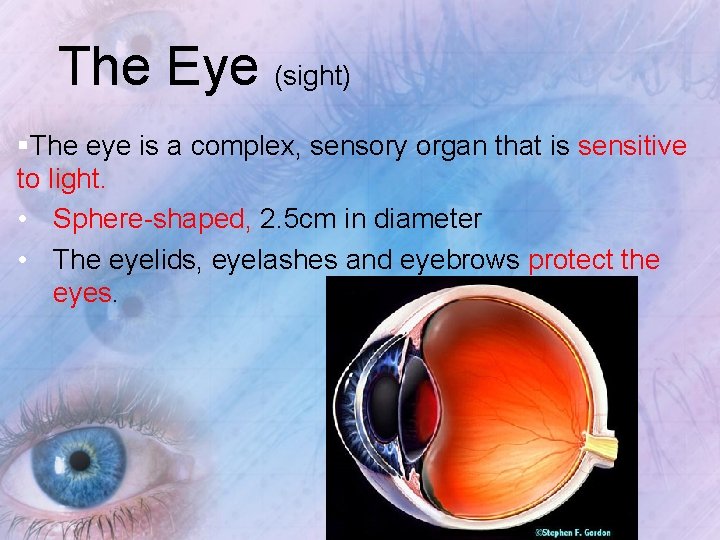 The Eye (sight) §The eye is a complex, sensory organ that is sensitive to