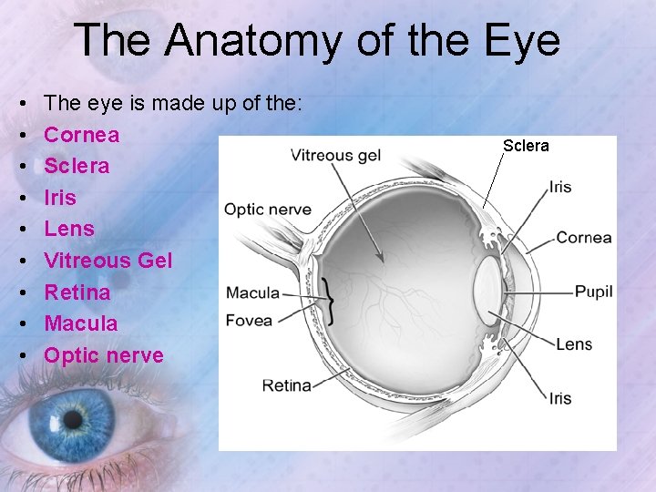 The Anatomy of the Eye • • • The eye is made up of