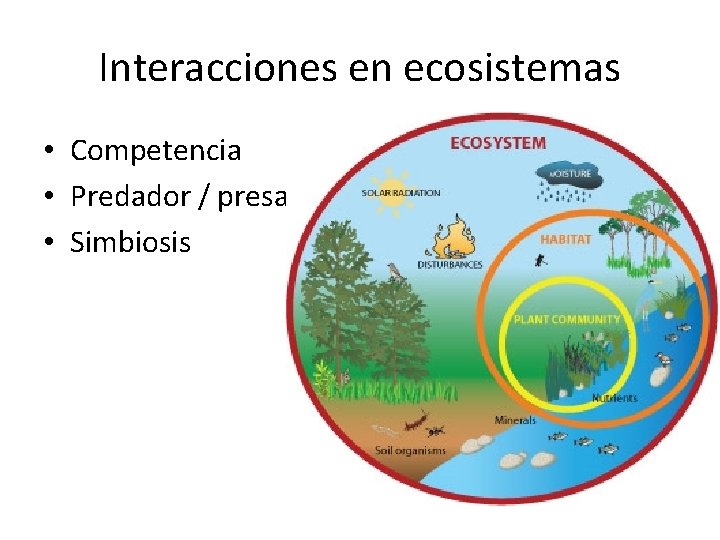 Interacciones en ecosistemas • Competencia • Predador / presa • Simbiosis 