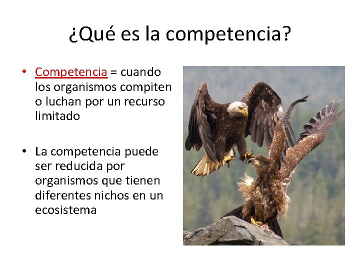 ¿Qué es la competencia? • Competencia = cuando los organismos compiten o luchan por
