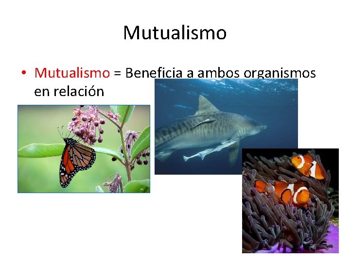 Mutualismo • Mutualismo = Beneficia a ambos organismos en relación 
