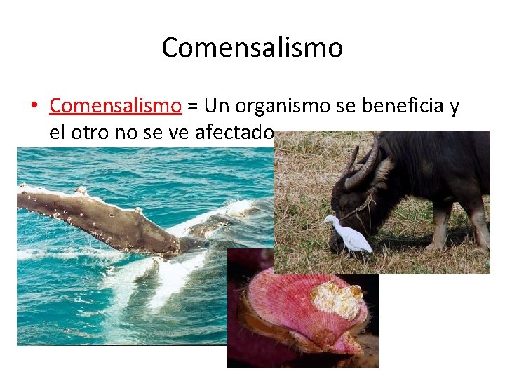 Comensalismo • Comensalismo = Un organismo se beneficia y el otro no se ve