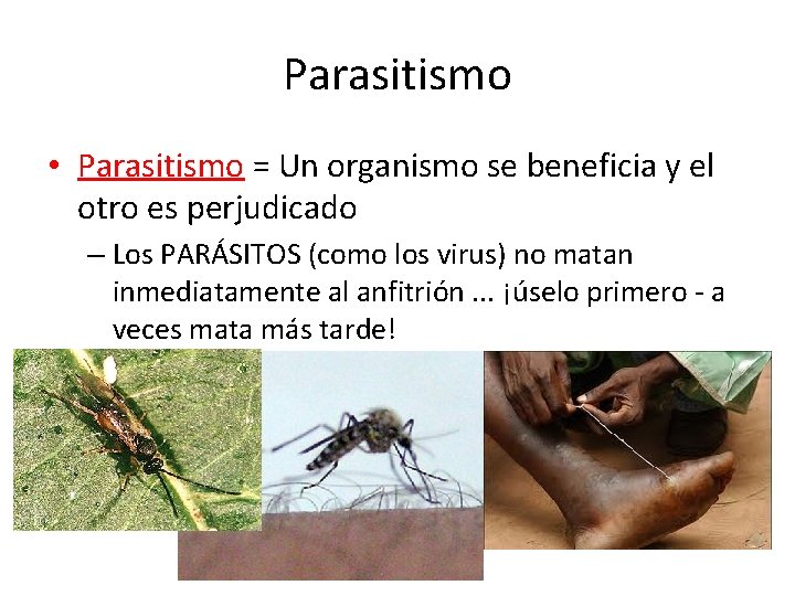 Parasitismo • Parasitismo = Un organismo se beneficia y el otro es perjudicado –