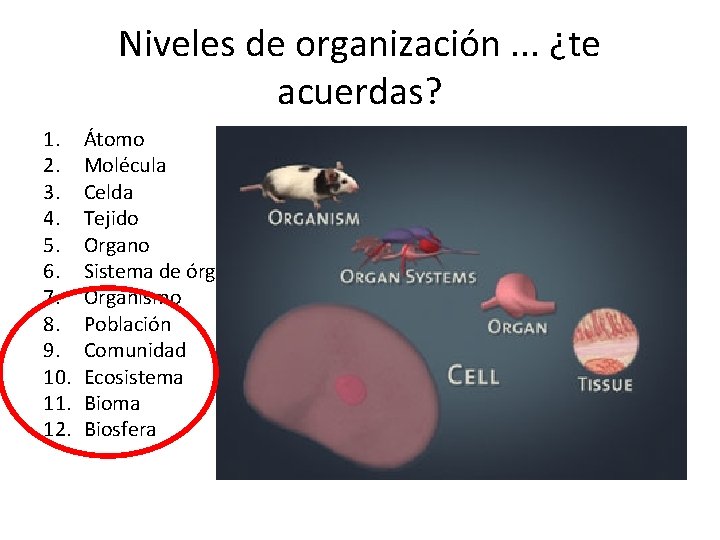 Niveles de organización. . . ¿te acuerdas? 1. 2. 3. 4. 5. 6. 7.