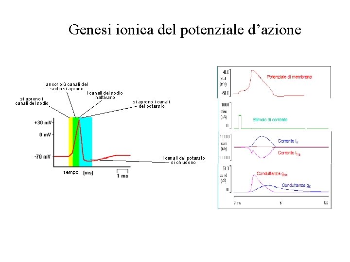Genesi ionica del potenziale d’azione ancor più canali del sodio si aprono i canali