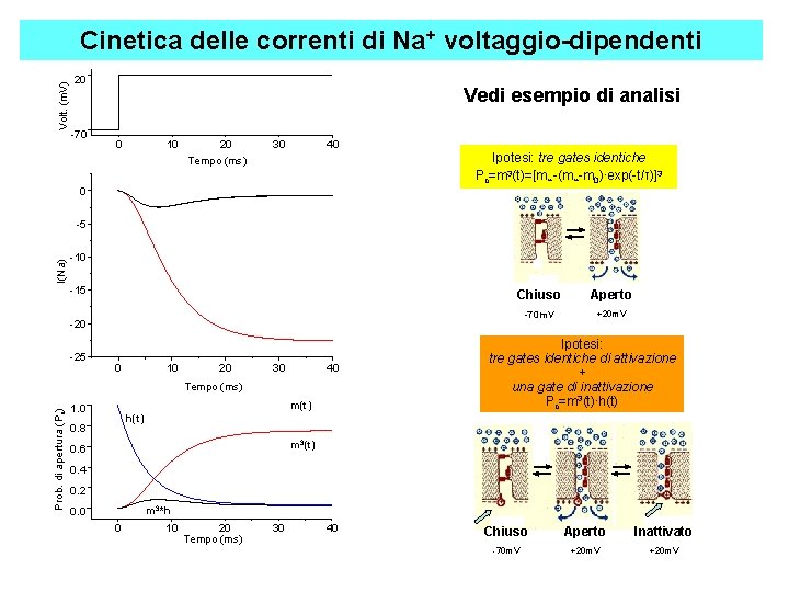 Volt. (m. V) Cinetica delle correnti di Na+ voltaggio-dipendenti 20 -70 Vedi esempio di