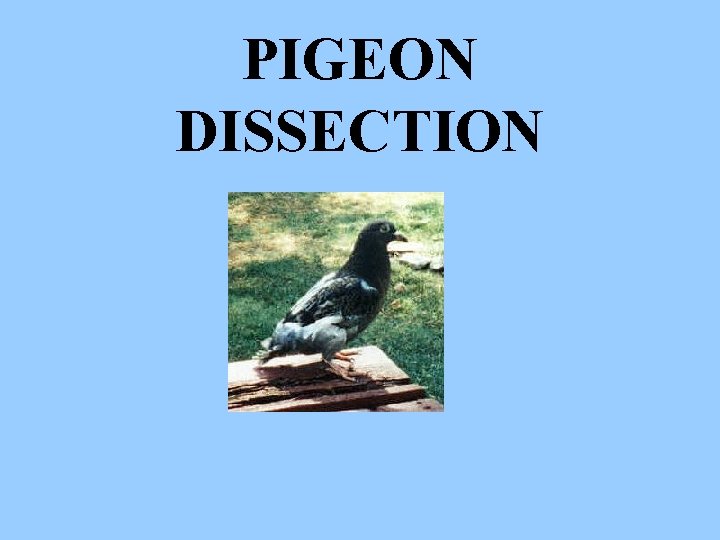 PIGEON DISSECTION 