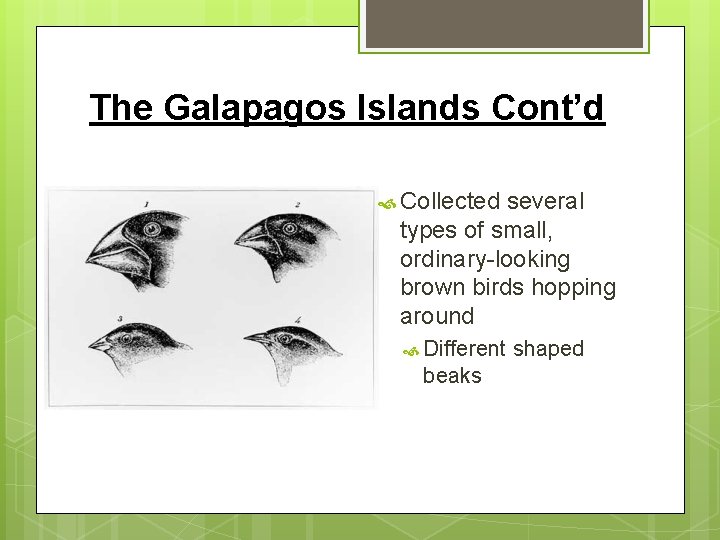 The Galapagos Islands Cont’d Collected several types of small, ordinary-looking brown birds hopping around