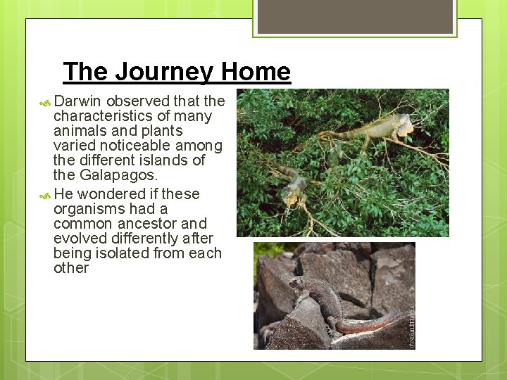 The Journey Home Darwin observed that the characteristics of many animals and plants varied The Journey Home Darwin observed that the characteristics of many animals and plants varied
