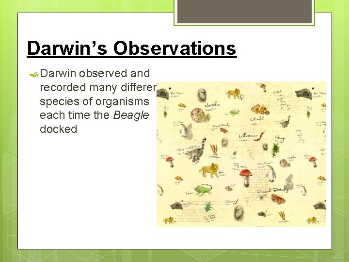 Darwin’s Observations Darwin observed and recorded many different species of organisms each time the