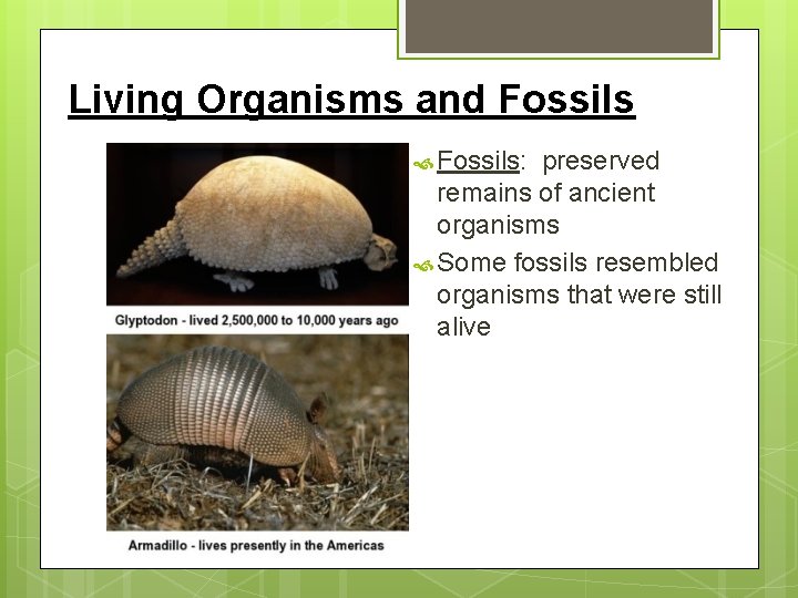 Living Organisms and Fossils: preserved remains of ancient organisms Some fossils resembled organisms that