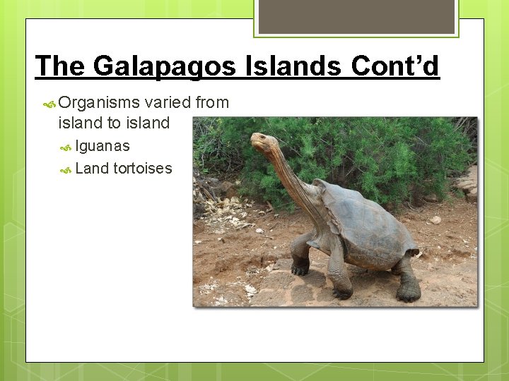 The Galapagos Islands Cont’d Organisms varied from island to island Iguanas Land tortoises 