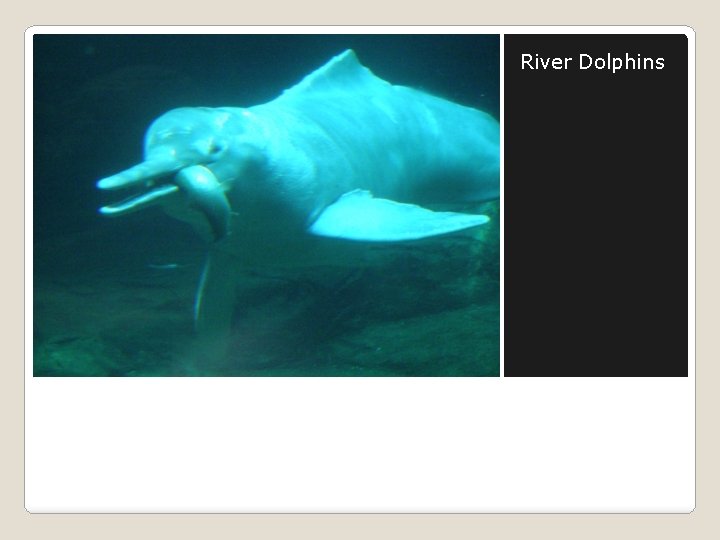 River Dolphins 