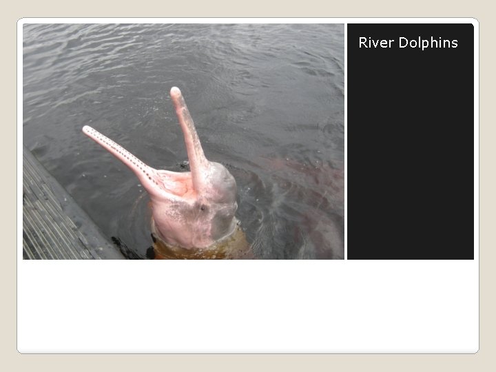 River Dolphins 
