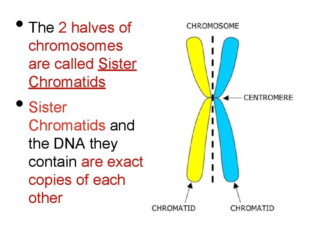  • The 2 halves of chromosomes are called Sister Chromatids • Sister Chromatids