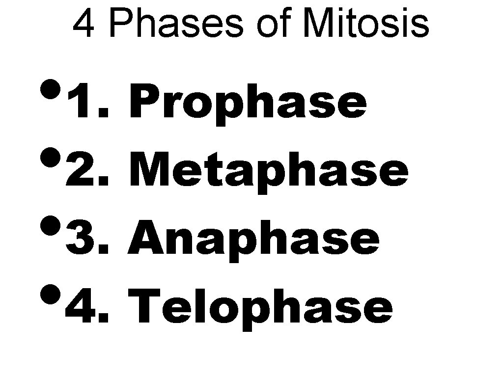 4 Phases of Mitosis • 1. Prophase • 2. Metaphase • 3. Anaphase •