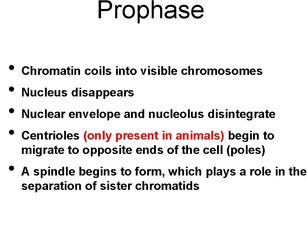 Prophase • • • Chromatin coils into visible chromosomes Nucleus disappears Nuclear envelope and
