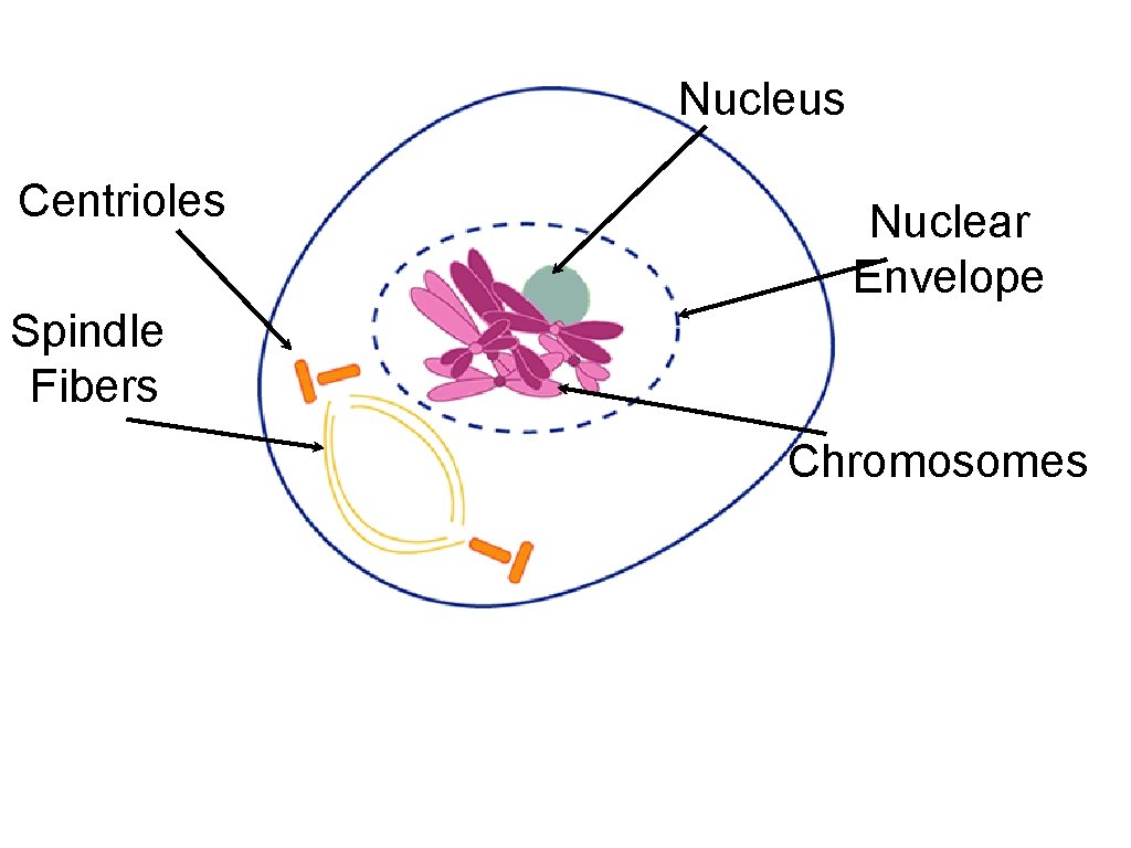 Nucleus Centrioles Nuclear Envelope Spindle Fibers Chromosomes 