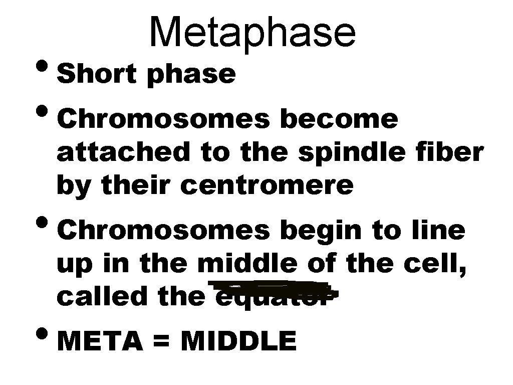 Metaphase • Short phase • Chromosomes become attached to the spindle fiber by their