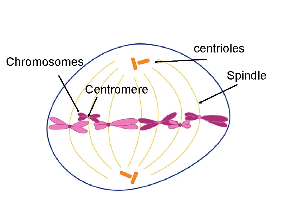 centrioles Chromosomes Spindle Centromere 