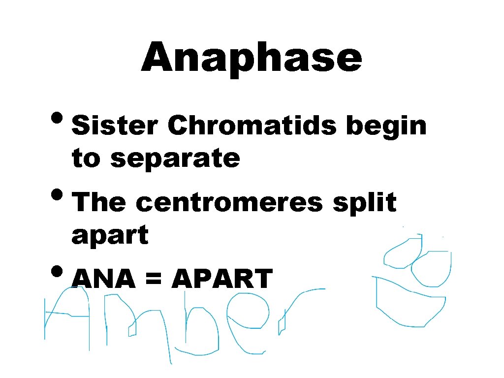 Anaphase • Sister Chromatids begin to separate • The centromeres split apart • ANA