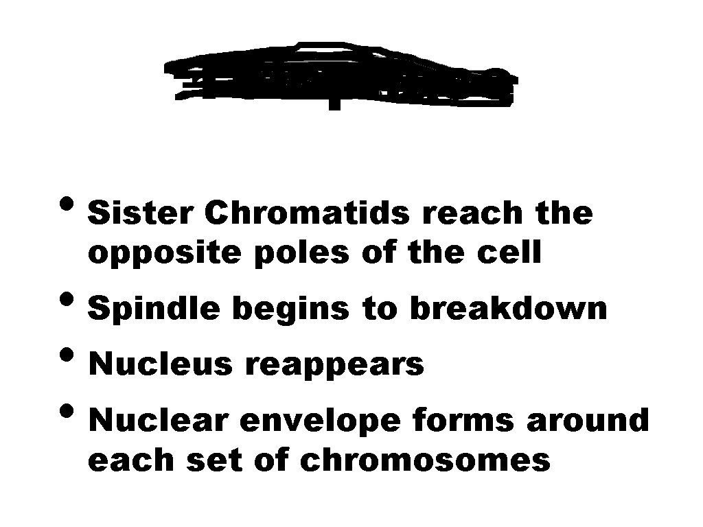 Telophase • Sister Chromatids reach the opposite poles of the cell • Spindle begins