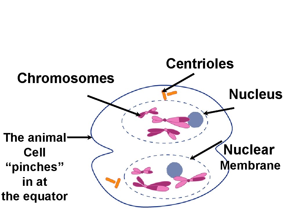 Chromosomes Centrioles Nucleus The animal Cell “pinches” in at the equator Nuclear Membrane 