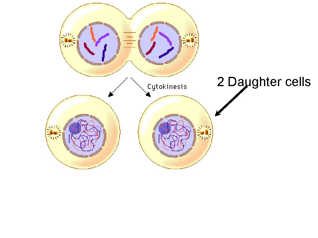 2 Daughter cells 