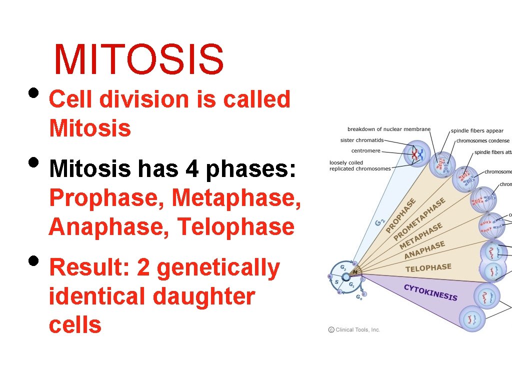 MITOSIS • Cell division is called Mitosis • Mitosis has 4 phases: Prophase, Metaphase,