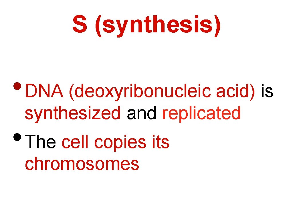 S (synthesis) • DNA (deoxyribonucleic acid) is synthesized and replicated • The cell copies