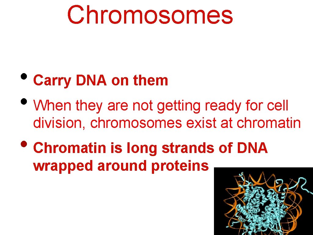 Chromosomes • Carry DNA on them • When they are not getting ready for