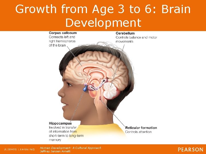 Growth from Age 3 to 6: Brain Development Human Development: A Cultural Approach Jeffrey