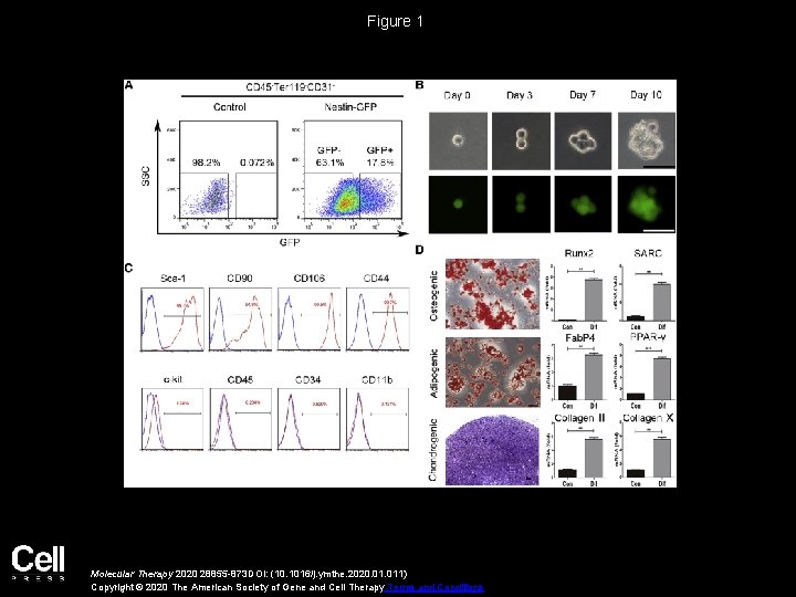 Figure 1 Molecular Therapy 2020 28855 -873 DOI: (10. 1016/j. ymthe. 2020. 011) Copyright