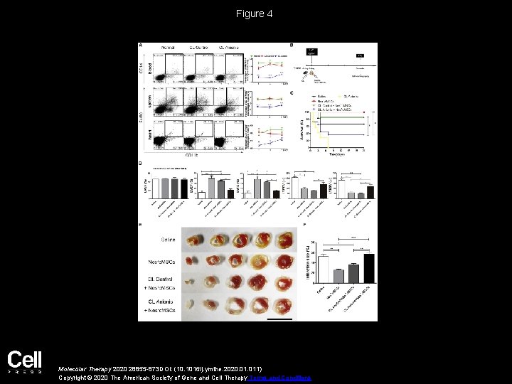 Figure 4 Molecular Therapy 2020 28855 -873 DOI: (10. 1016/j. ymthe. 2020. 011) Copyright