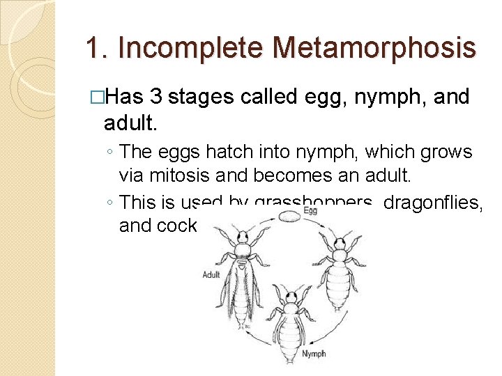 1. Incomplete Metamorphosis �Has 3 stages called egg, nymph, and adult. ◦ The eggs