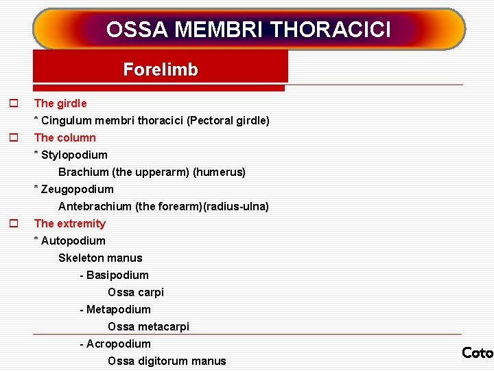 OSSA MEMBRI THORACICI Forelimb o The girdle * Cingulum membri thoracici (Pectoral girdle) o