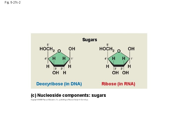 Fig. 5 -27 c-2 Sugars Deoxyribose (in DNA) Ribose (in RNA) (c) Nucleoside components: