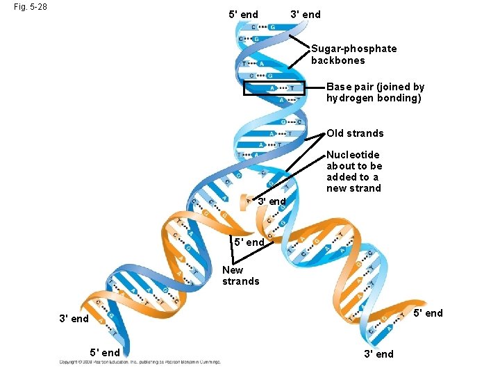 Fig. 5 -28 5' end 3' end Sugar-phosphate backbones Base pair (joined by hydrogen