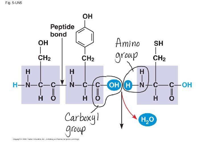 Fig. 5 -UN 5 