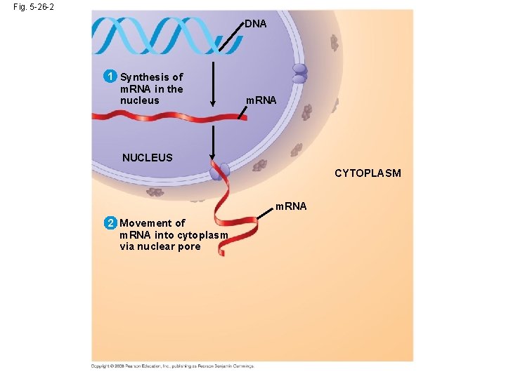 Fig. 5 -26 -2 DNA 1 Synthesis of m. RNA in the nucleus m.