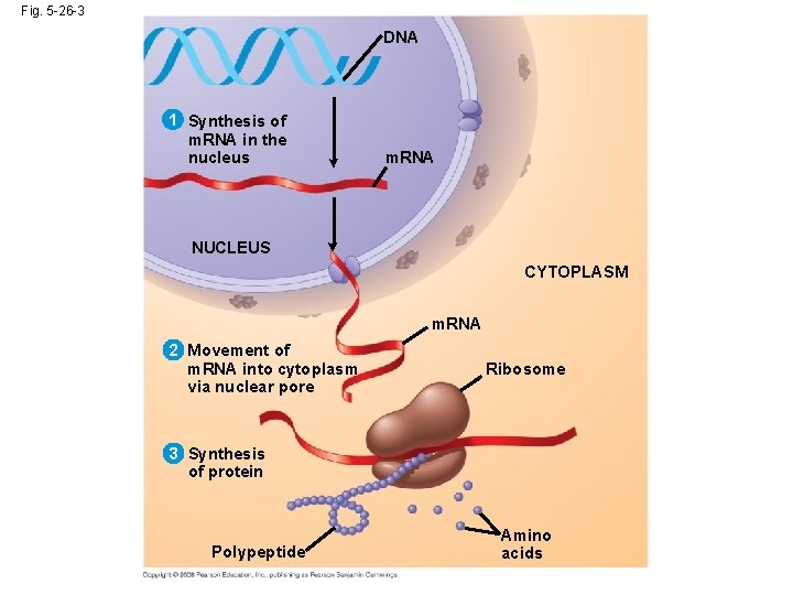 Fig. 5 -26 -3 DNA 1 Synthesis of m. RNA in the nucleus m.