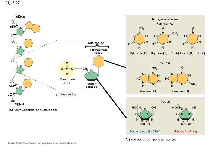 Fig. 5 -27 5�end Nitrogenous bases Pyrimidines 5� C 3� C Nucleoside Nitrogenous base