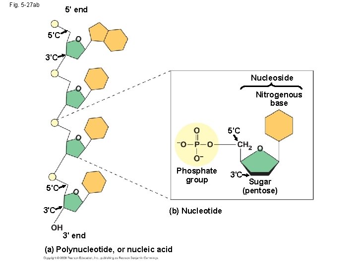 Fig. 5 -27 ab 5' end 5'C 3'C Nucleoside Nitrogenous base 5'C Phosphate group