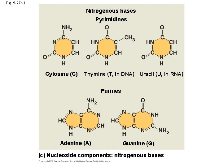 Fig. 5 -27 c-1 Nitrogenous bases Pyrimidines Cytosine (C) Thymine (T, in DNA) Uracil