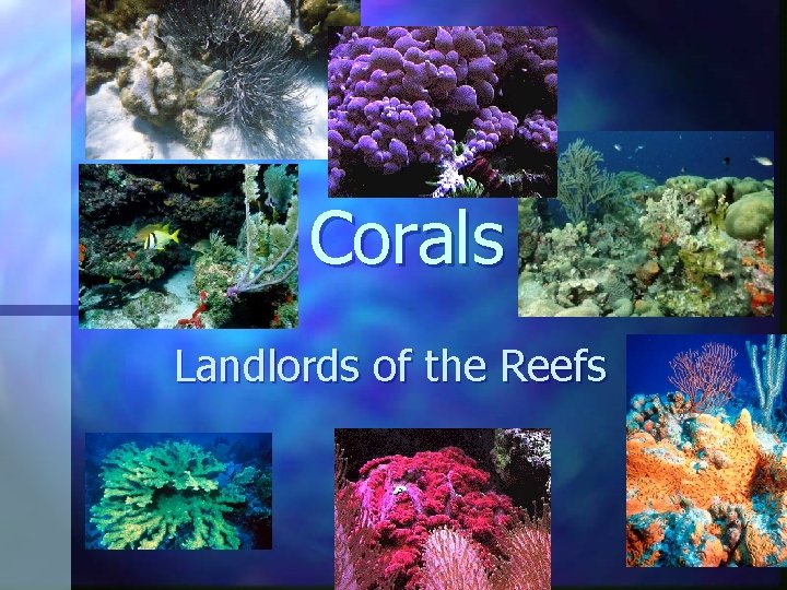 Corals Landlords of the Reefs 