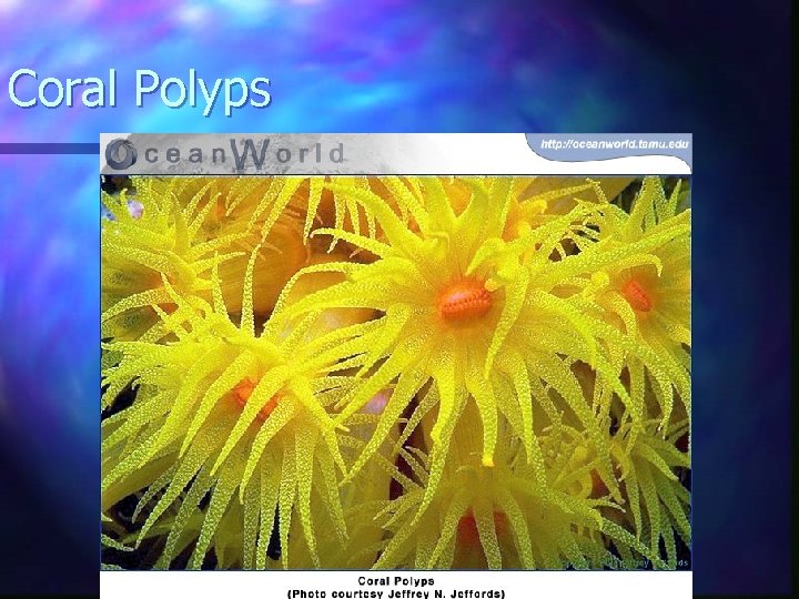 Coral Polyps 
