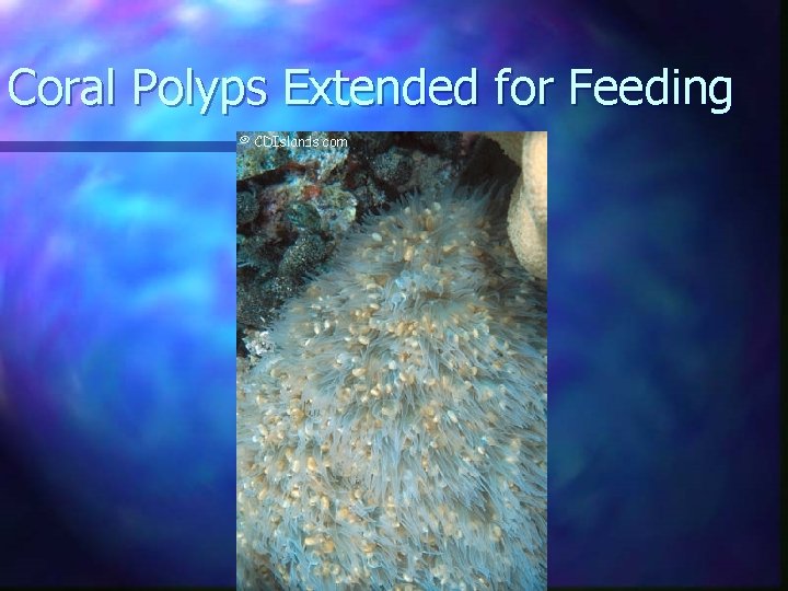 Coral Polyps Extended for Feeding 