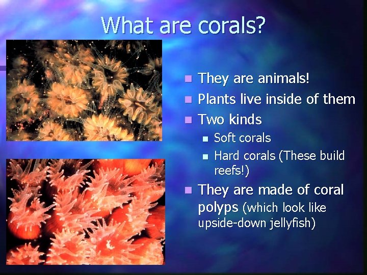 What are corals? They are animals! n Plants live inside of them n Two